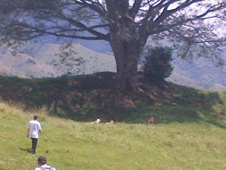 De caminada con los canes